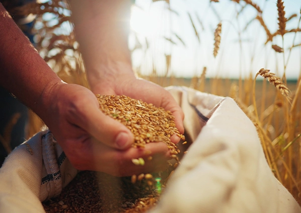 wheat-grain-hands-harvest
